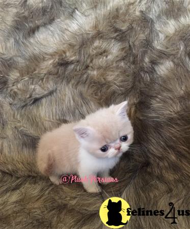 PlushPersians Picture 1